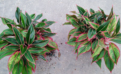 4" Aglaonema Red Siam